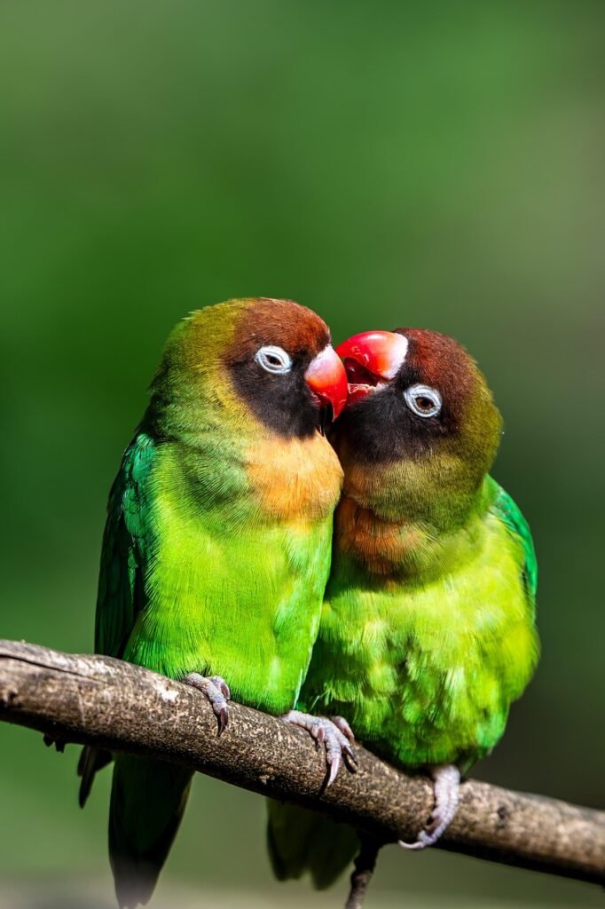 parakeets, nature, wildlife, animals, plumage, cute, birds, ornithology, wing, few