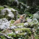 Si los animales hablaran, ¿qué dirían?