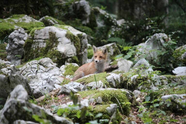 Captivating image of a Red Fox resting among moss-covered rocks in a tranquil forest setting.
