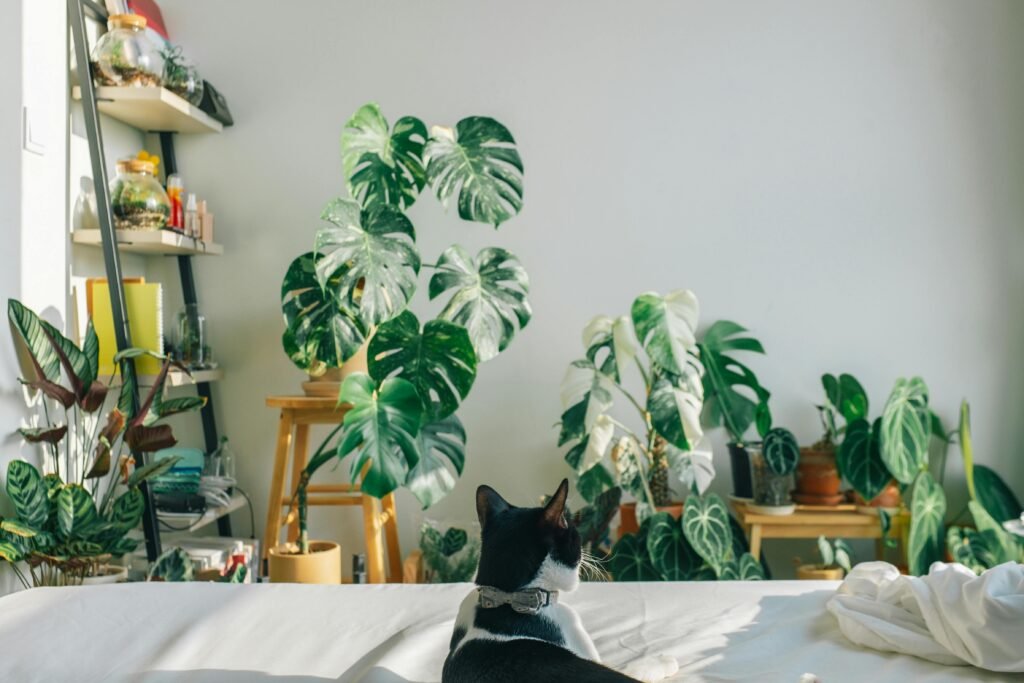 A serene bedroom scene featuring a cat on a bed surrounded by lush Monstera plants.